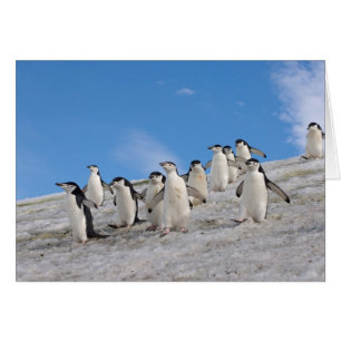 Chinstrap Penguins Pygoscelis Antarctica