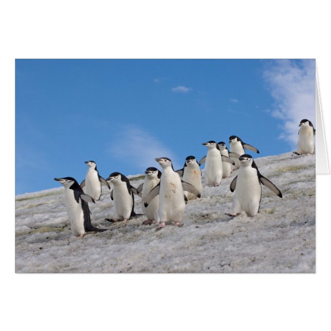 Chinstrap Penguins | Pygoscelis Antarctica (Front Horizontal)