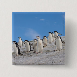 Chinstrap Penguins   Pygoscelis Antarctica 2 Inch Square Button