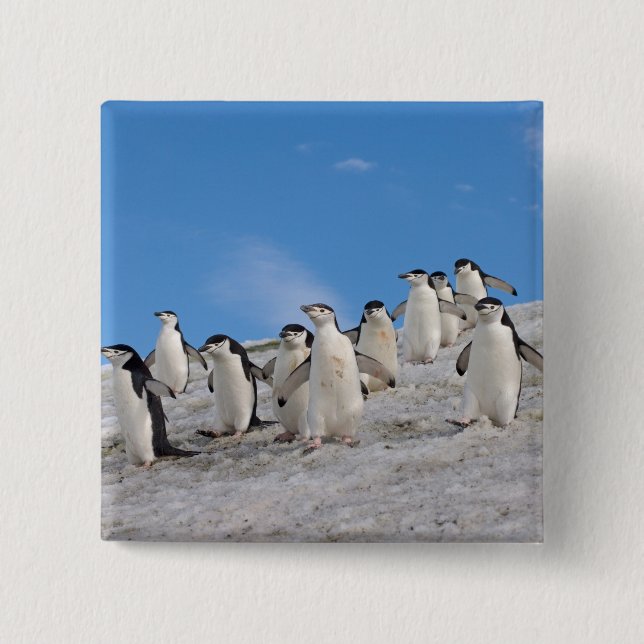 Chinstrap Penguins | Pygoscelis Antarctica 2 Inch Square Button (Front)