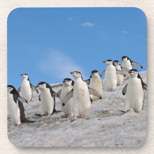 Chinstrap Penguins | Pygoscelis Antarctica Coaster (Front)