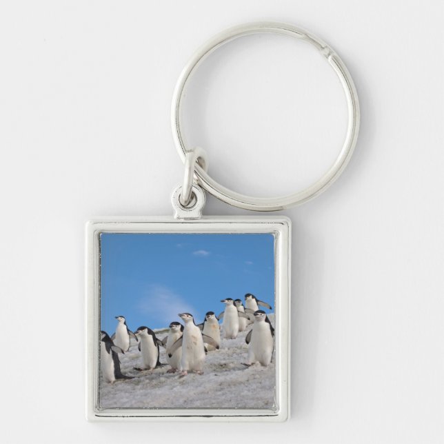 Chinstrap Penguins | Pygoscelis Antarctica Keychain (Front)