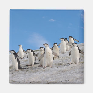 Chinstrap Penguins Pygoscelis Antarctica Magnet