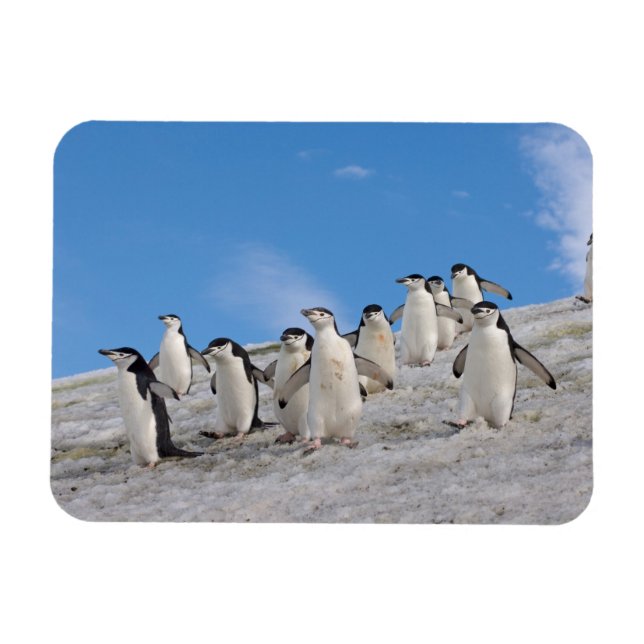 Chinstrap Penguins | Pygoscelis Antarctica Magnet (Horizontal)