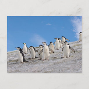 Chinstrap Penguins   Pygoscelis Antarctica Postcard