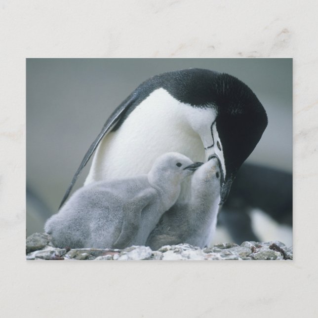 Chinstrap Penguins, Pygoscelis antarctica), Postcard (Front)