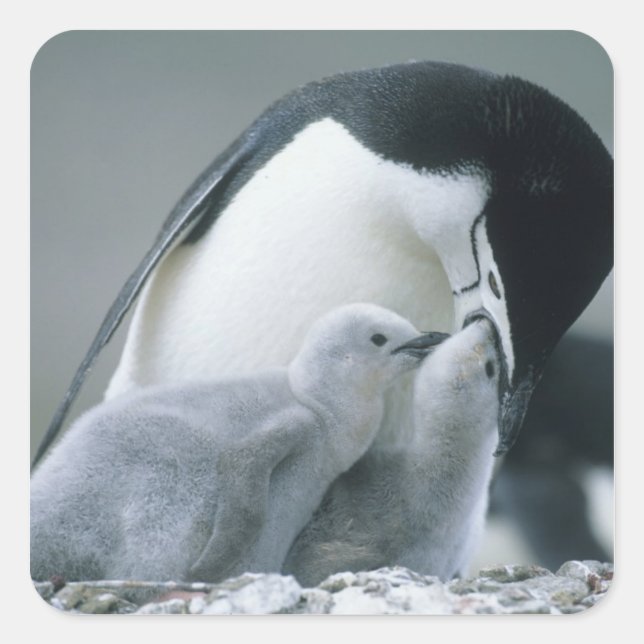 Chinstrap Penguins, Pygoscelis antarctica), Square Sticker (Front)