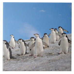 Chinstrap Penguins   Pygoscelis Antarctica Tile
