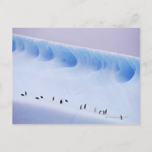 Chinstrap Penguins   South Orkney Islands Postcard