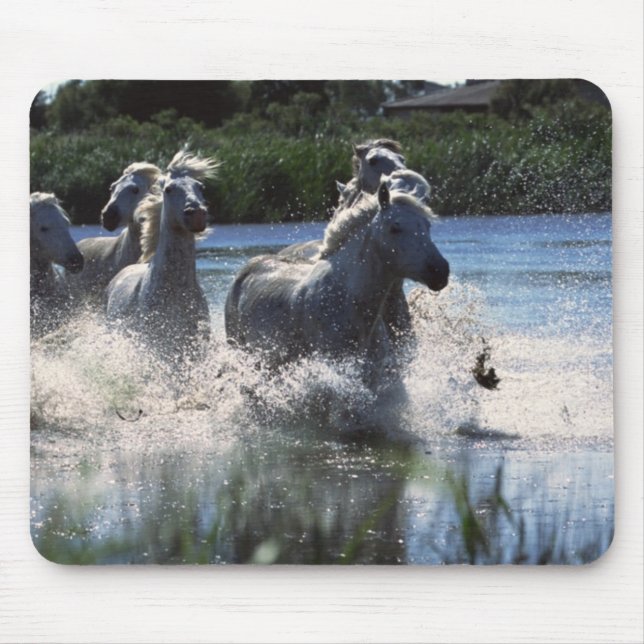 Chintoteague Ponies Crossing Channel Mouse Pad (Front)