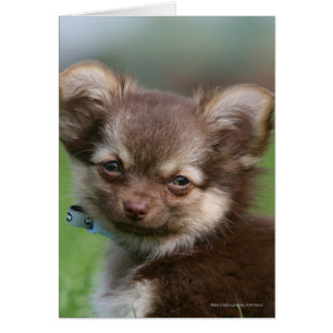 Chiot à cheveux longs de chiwawa regardant