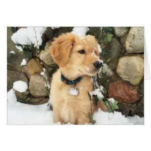 Chiot à neige