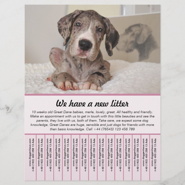 chiot à vendre prospectus modèles (Devant)