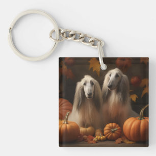 chiot Afghan Hound Délice d'Automne Citrouille