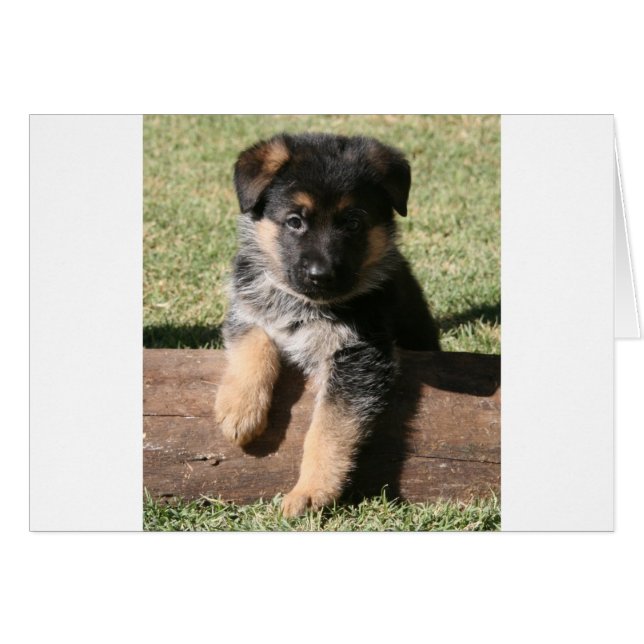 Chiot allemand "Big Max" (Devant horizontal)
