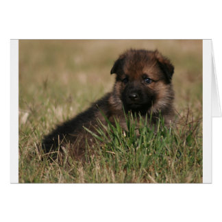 Chiot allemand "The Lookout"