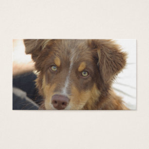chiot Aussie rouge tricolore
