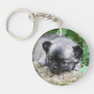 Chiot aux cheveux longs de chiwawa