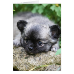 Chiot aux cheveux longs de chiwawa