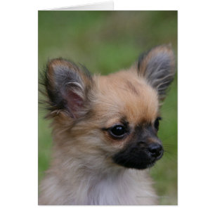 Chiot aux cheveux longs de chiwawa regardant