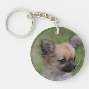 Chiot aux cheveux longs de chiwawa regardant