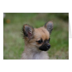 Chiot aux cheveux longs de chiwawa regardant