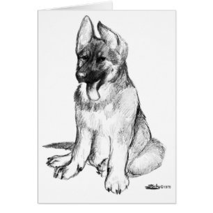 Chiot berger allemand