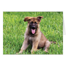 Chiot berger allemand