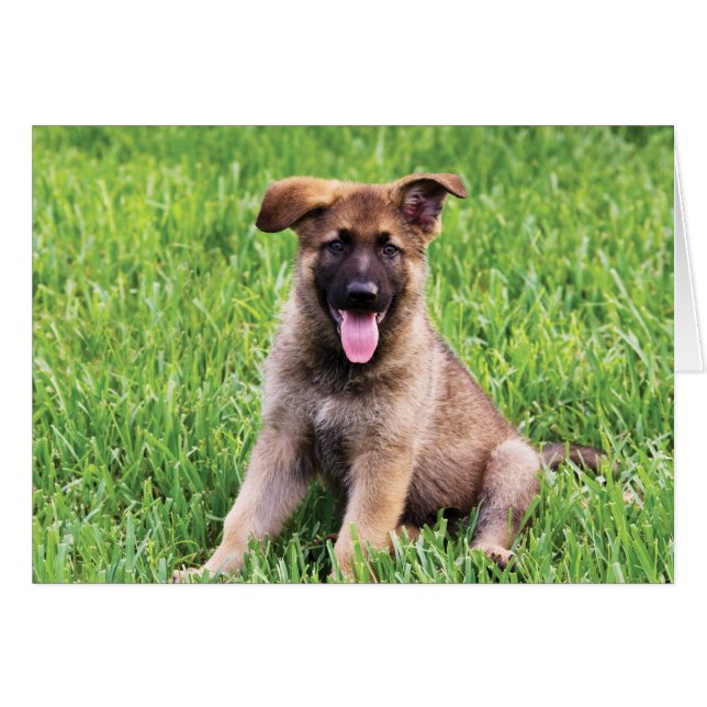 Chiot berger allemand (Devant horizontal)