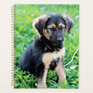 Chiot berger allemand