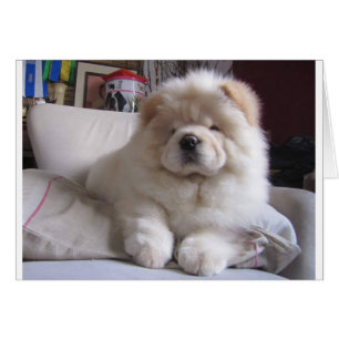 Chiot blanc de bouffe de bouffe de souffle crème