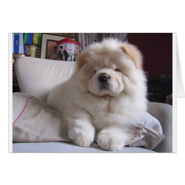 Chiot blanc de bouffe de bouffe de souffle crème (Devant horizontal)