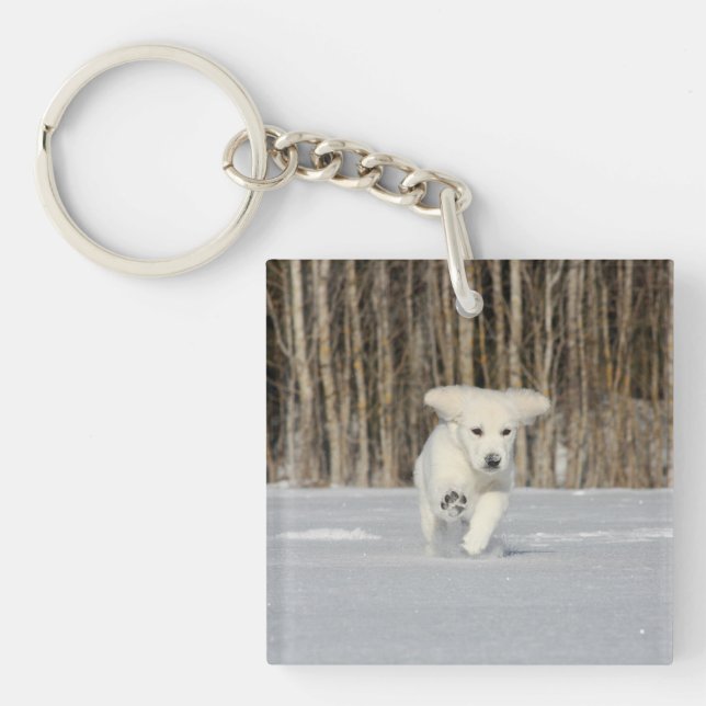 Chiot blanc Golden Retriever en neige (Devant)