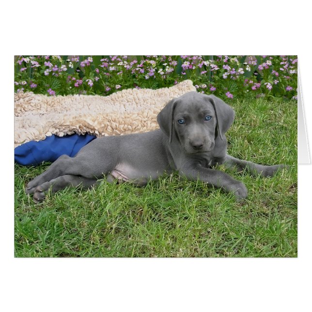 Chiot bleu Weimaraner (Devant horizontal)