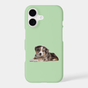Chiot Border Collie Adorable – Pu espiègle et mign