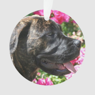 Chiot Brindle de mastiff