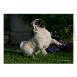 Chiot Carlin inconnu