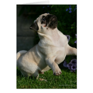 Chiot Carlin inconnu
