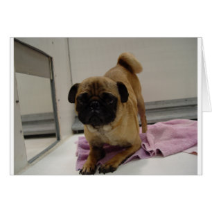 chiot carlin.png
