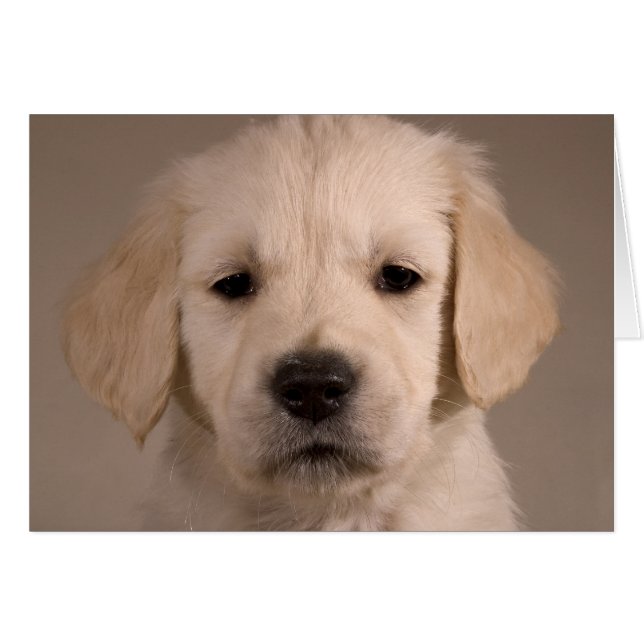 Chiot. Carte par cARTerART (Devant horizontal)