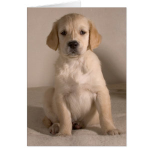 Chiot. Carte par cARTerART