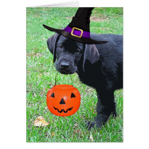 Chiot Citrouille Halloween - Black Lab