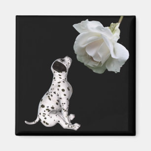 Chiot dalmate Et Aimant Rose Blanche