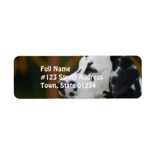 Chiot dalmatien mignon