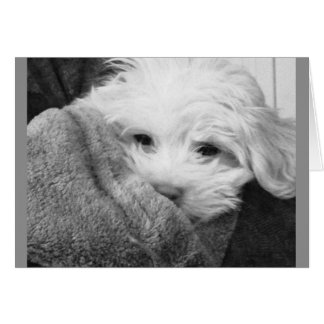 Chiot dans le Carte photo blanc et noir