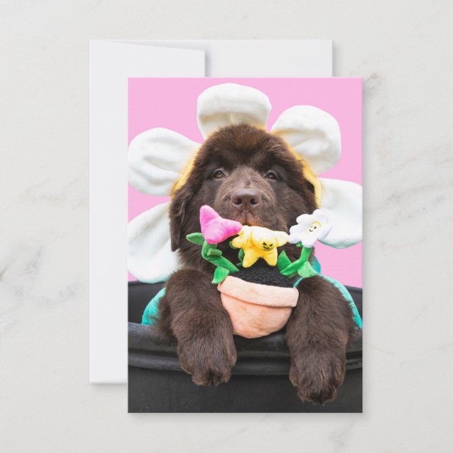Chiot dans un pot de fleurs carte de voeux 2 (Devant)