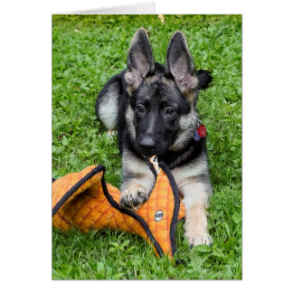 Chiot de berger allemand