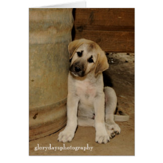 Chiot de Berger Anatolien