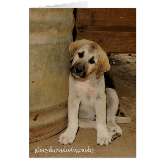 Chiot de Berger Anatolien (Devant)