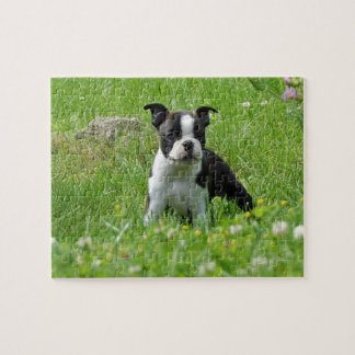 Chiot de Boston Terrier dans le puzzle de pré
